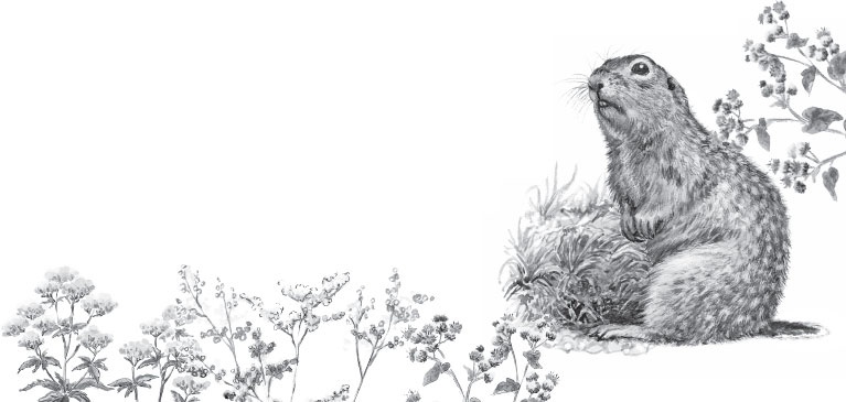 Иллюстрация к книге — Чижик-Пыжик [_7.jpg]