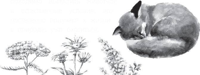 Иллюстрация к книге — Чижик-Пыжик [_75.jpg]