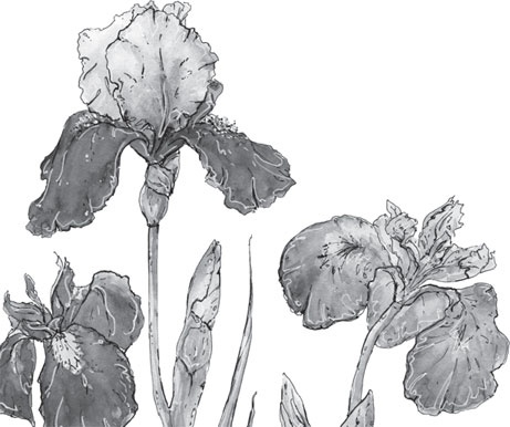 Иллюстрация к книге — Чижик-Пыжик [_83.jpg]