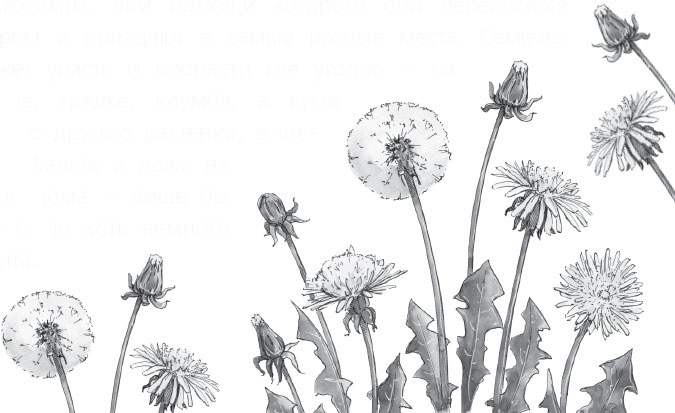 Иллюстрация к книге — Чижик-Пыжик [_85.jpg]