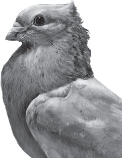 Иллюстрация к книге — Чижик-Пыжик [_87.jpg]