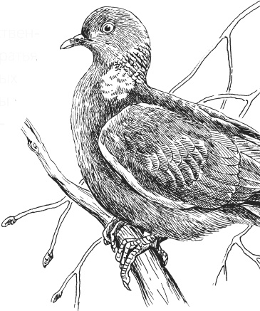 Иллюстрация к книге — Чижик-Пыжик [_93.jpg]