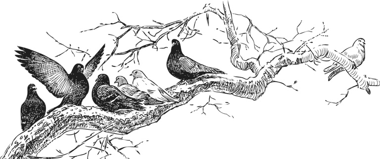 Иллюстрация к книге — Чижик-Пыжик [_97.jpg]