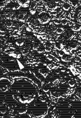 Иллюстрация к книге — Тайны Луны [i_036.jpg]