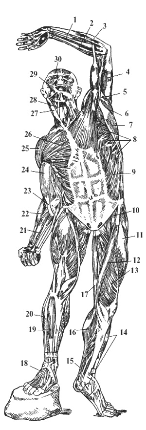 Иллюстрация к книге — Целительные точки организма. Косметический и омолаживающий массаж [i_077.jpg]