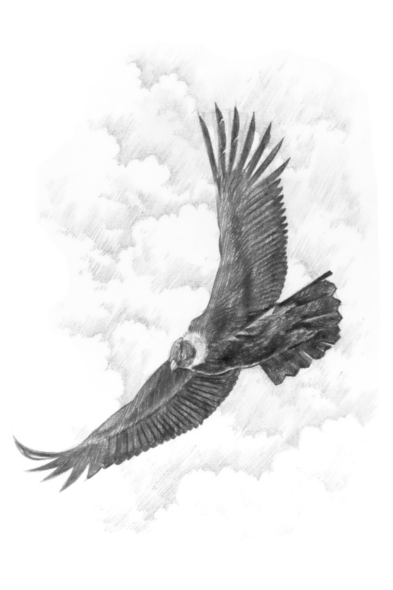 Иллюстрация к книге — Путь Эрто [image66_5c0a13e65a6f550700b32bac_jpg.jpg]