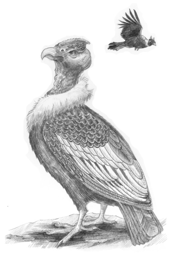 Иллюстрация к книге — Путь Эрто [image67_5c0a5620f8a03f0700121139_jpg.jpg]