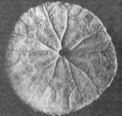 Иллюстрация к книге — Боги с небес [i_088.jpg]