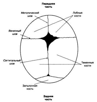 Иллюстрация к книге — Боги, построившие пирамиды. Египет до фараонов [i_067.jpg]