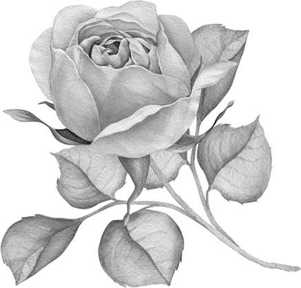 Иллюстрация к книге — Очаровательная девушка [_1.jpg]