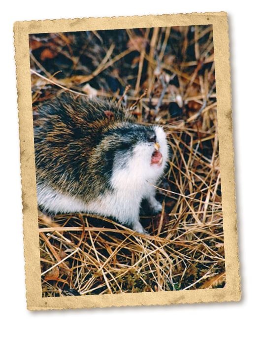 Иллюстрация к книге — Дикие истории. Дневник настоящего мужика [i_050.jpg]