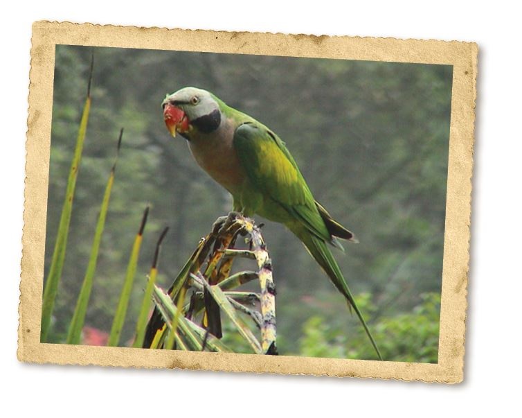 Иллюстрация к книге — Дикие истории. Дневник настоящего мужика [i_052.jpg]