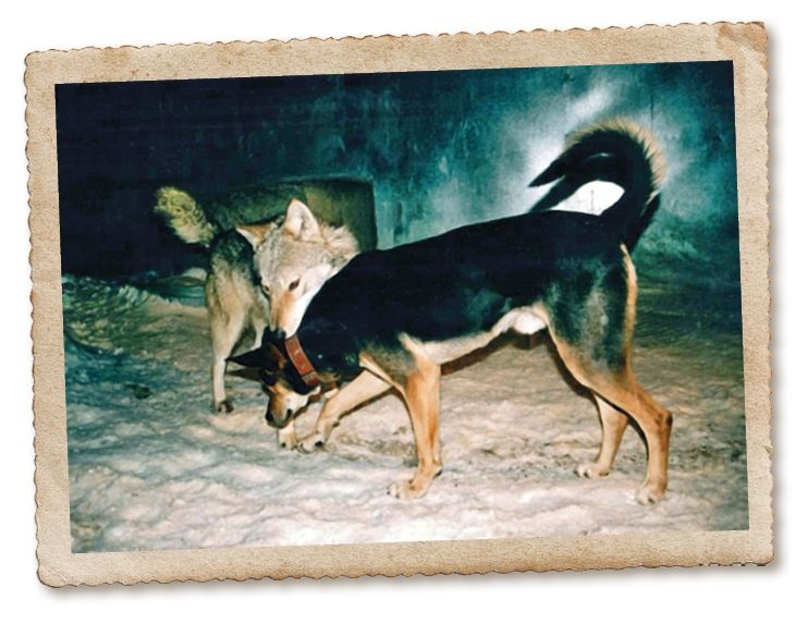 Иллюстрация к книге — Дикие истории. Дневник настоящего мужика [i_058.jpg]