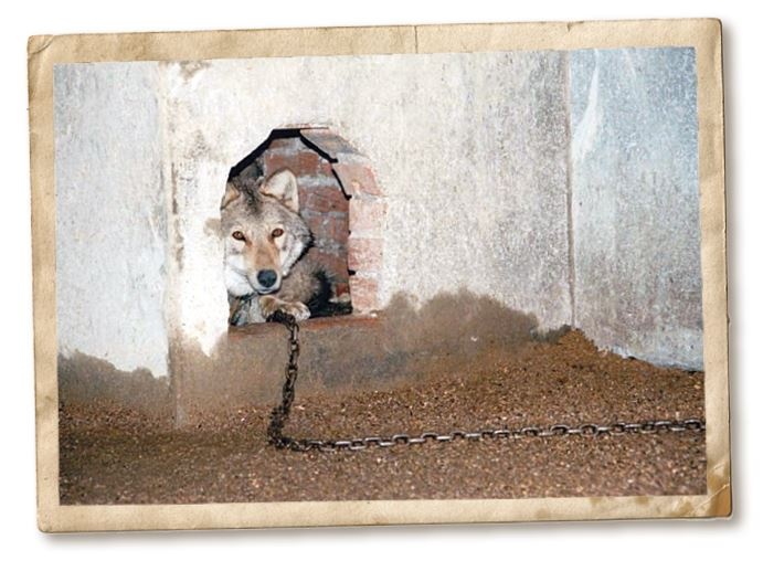 Иллюстрация к книге — Дикие истории. Дневник настоящего мужика [i_059.jpg]