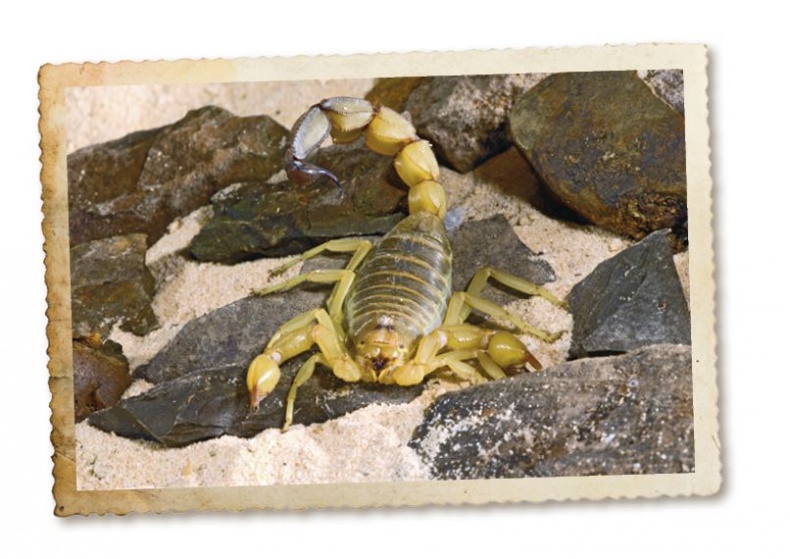 Иллюстрация к книге — Дикие истории. Дневник настоящего мужика [i_071.jpg]