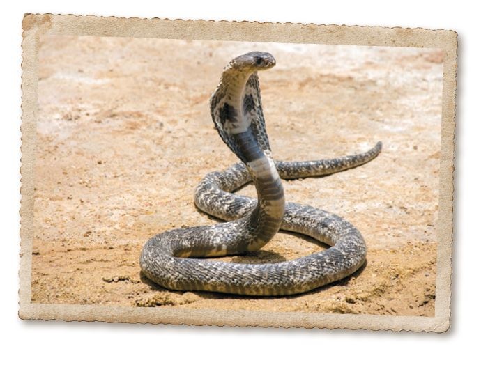 Иллюстрация к книге — Дикие истории. Дневник настоящего мужика [i_072.jpg]