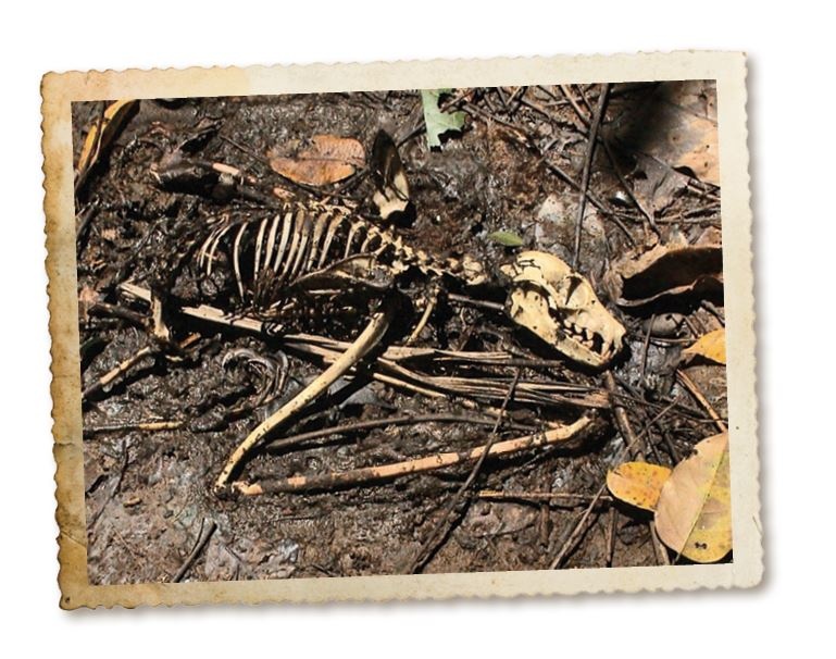 Иллюстрация к книге — Дикие истории. Дневник настоящего мужика [i_073.jpg]