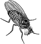 Иллюстрация к книге — ДНК. История генетической революции [i_006.jpg]