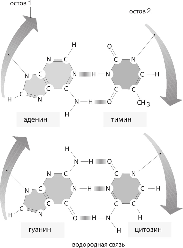 Иллюстрация к книге — ДНК. История генетической революции [i_025.jpg]
