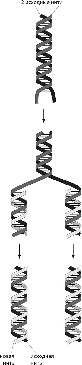 Иллюстрация к книге — ДНК. История генетической революции [i_030.jpg]