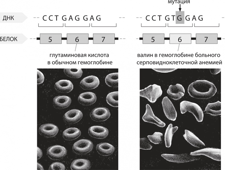 Иллюстрация к книге — ДНК. История генетической революции [i_036.jpg]