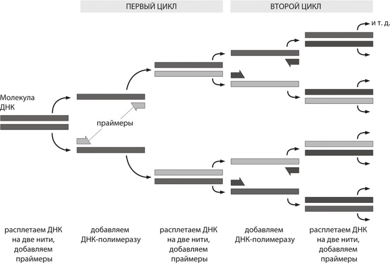 Иллюстрация к книге — ДНК. История генетической революции [i_078.jpg]