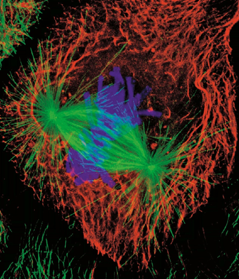 Иллюстрация к книге — ДНК. История генетической революции [i_122.jpg]