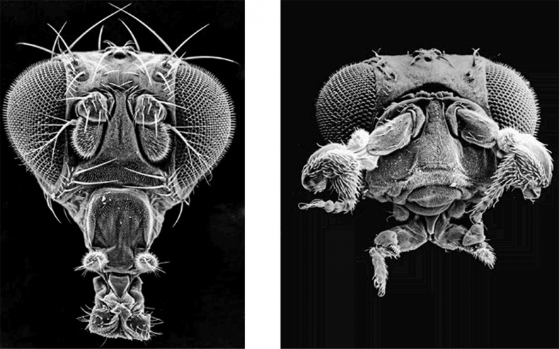Иллюстрация к книге — ДНК. История генетической революции [i_123.jpg]