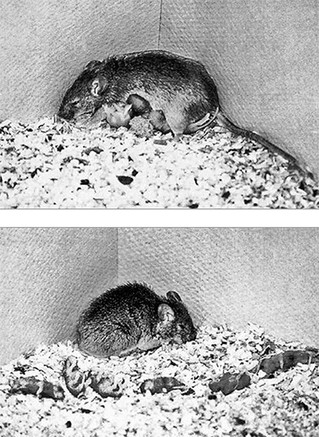 Иллюстрация к книге — ДНК. История генетической революции [i_165.jpg]