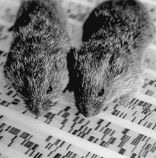 Иллюстрация к книге — ДНК. История генетической революции [i_166.jpg]