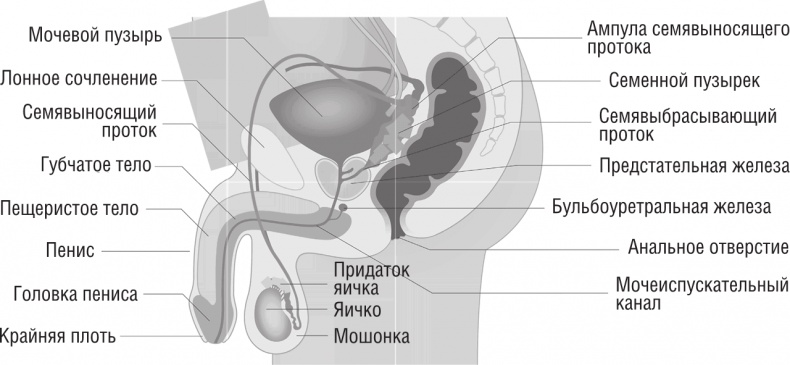 Иллюстрация к книге — ОН. Интимный разговор про тот самый орган [i_002.jpg]