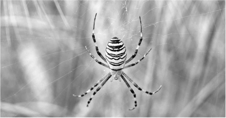 Иллюстрация к книге — Тайны природных аномалий [i_027.jpg]