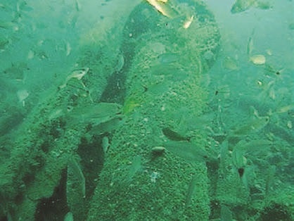 Иллюстрация к книге — Забытые союзники во Второй мировой войне [i_129.jpg]