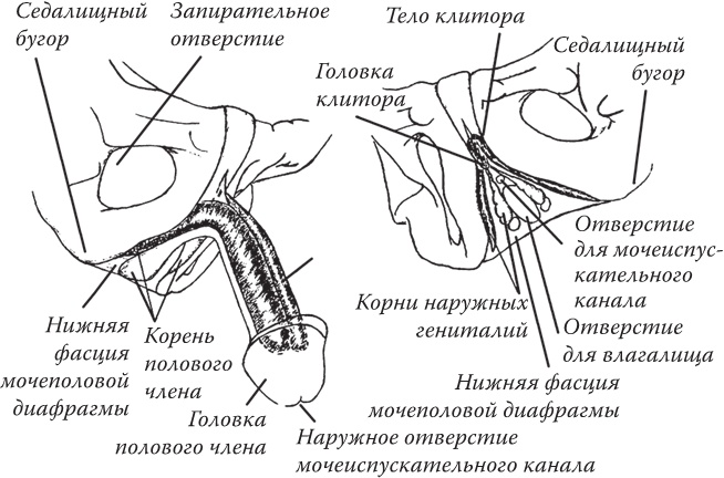Иллюстрация к книге — Bravo, Penis! Об интимной жизни глазами врача [i_008.jpg]