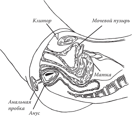 Иллюстрация к книге — Bravo, Penis! Об интимной жизни глазами врача [i_011.jpg]