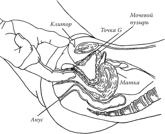 Иллюстрация к книге — Bravo, Penis! Об интимной жизни глазами врача [i_013.jpg]