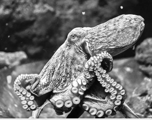 Иллюстрация к книге — Страшное дело. Рептилоиды нашего времени [i_024.jpg]