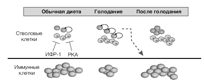 Иллюстрация к книге — Лонгевита. Революционная диета долголетия [i_092.jpg]