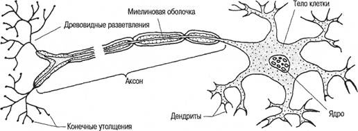 Иллюстрация к книге — Когнитивная психология [img_16.jpg]