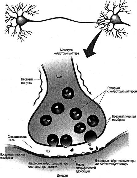 Иллюстрация к книге — Когнитивная психология [img_18.jpg]