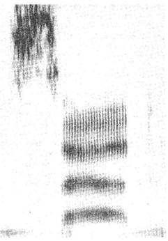 Иллюстрация к книге — Когнитивная психология [img_205.jpg]