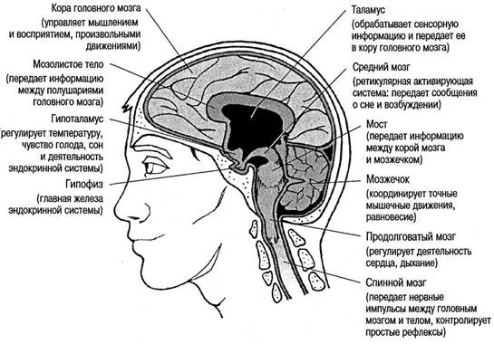 Иллюстрация к книге — Когнитивная психология [img_23.jpg]