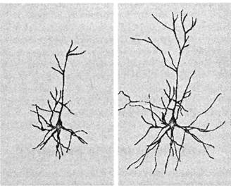 Иллюстрация к книге — Когнитивная психология [img_249.jpg]
