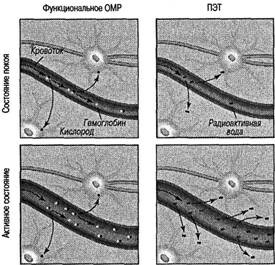 Иллюстрация к книге — Когнитивная психология [img_31.jpg]