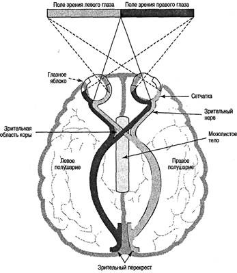 Иллюстрация к книге — Когнитивная психология [img_37.jpg]