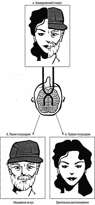 Иллюстрация к книге — Когнитивная психология [img_40.jpg]