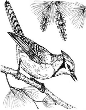 Иллюстрация к книге — Скауты в лесах [i_009.jpg]