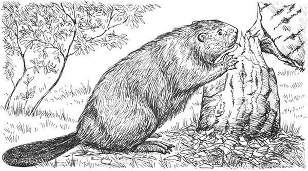 Иллюстрация к книге — Скауты в лесах [i_016.jpg]