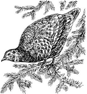 Иллюстрация к книге — Скауты в лесах [i_019.jpg]