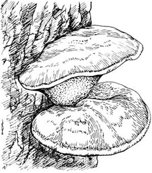 Иллюстрация к книге — Скауты в лесах [i_020.jpg]